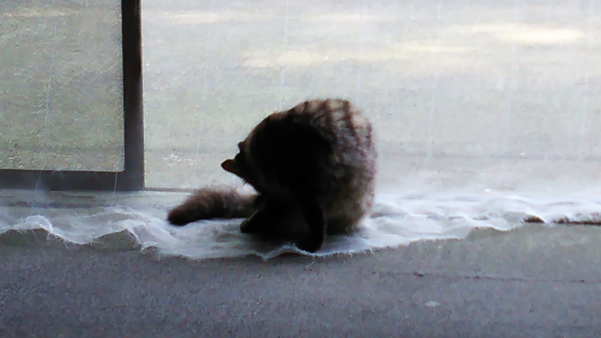 キジトラ　毛長　温厚