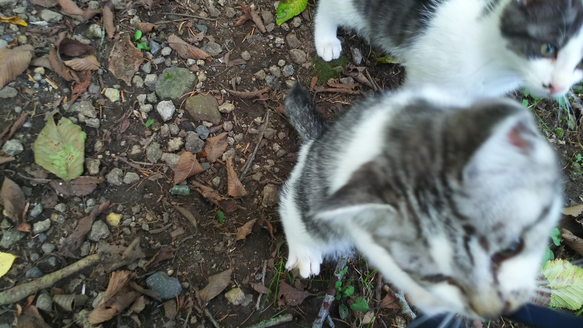 猫の写真を撮ってたら子猫がじゃれてきた おううブログ 牧場ねこ日記