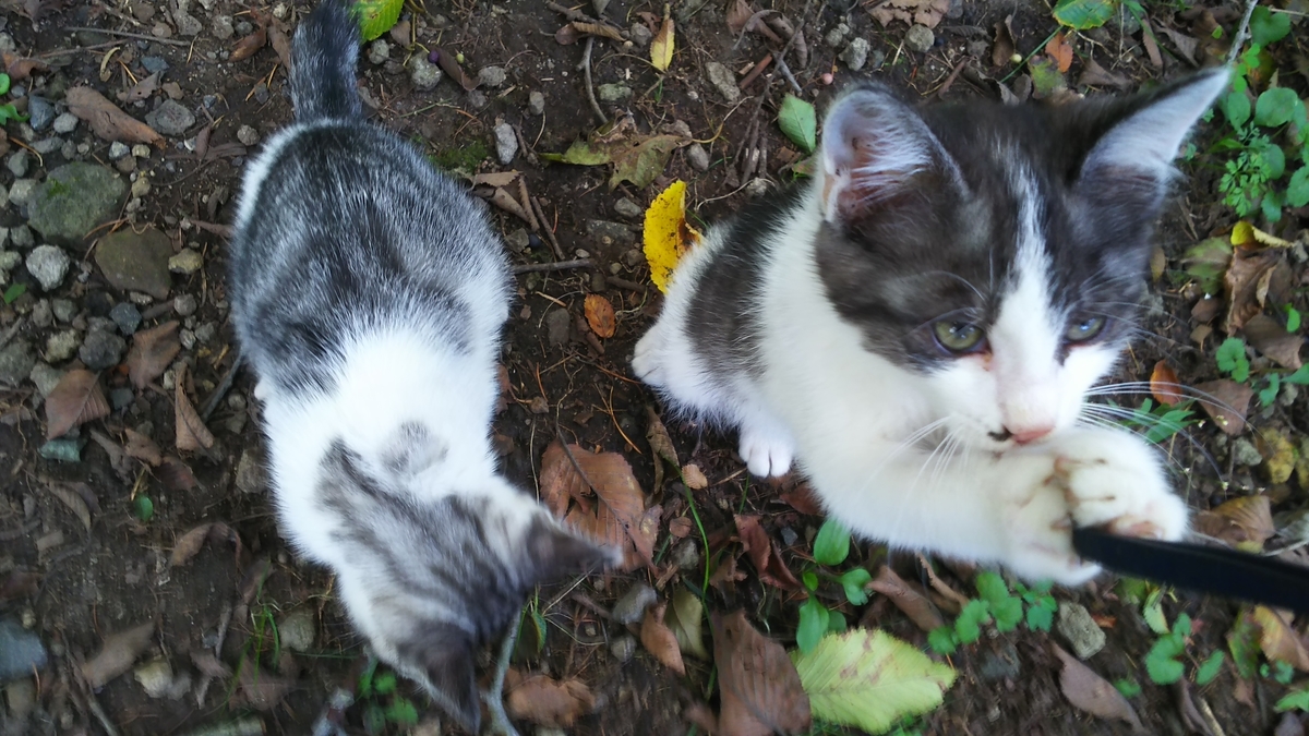 子猫　写真　サバ白