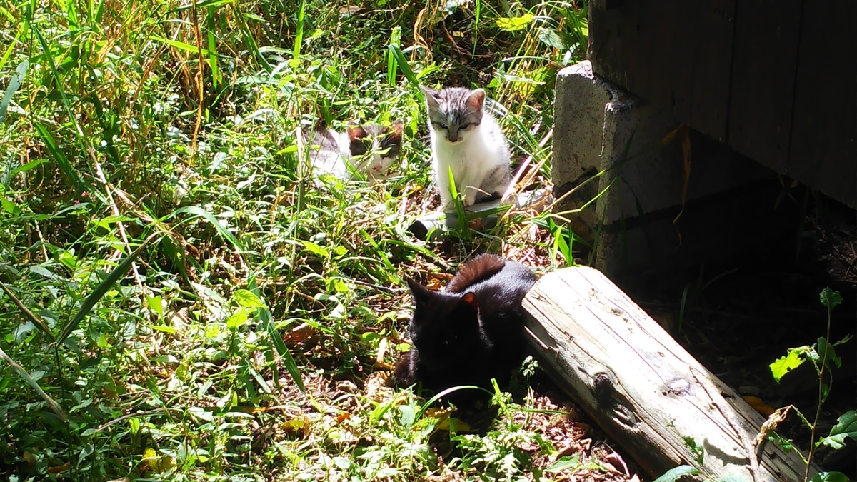 猫家族　かわいい　仲良し