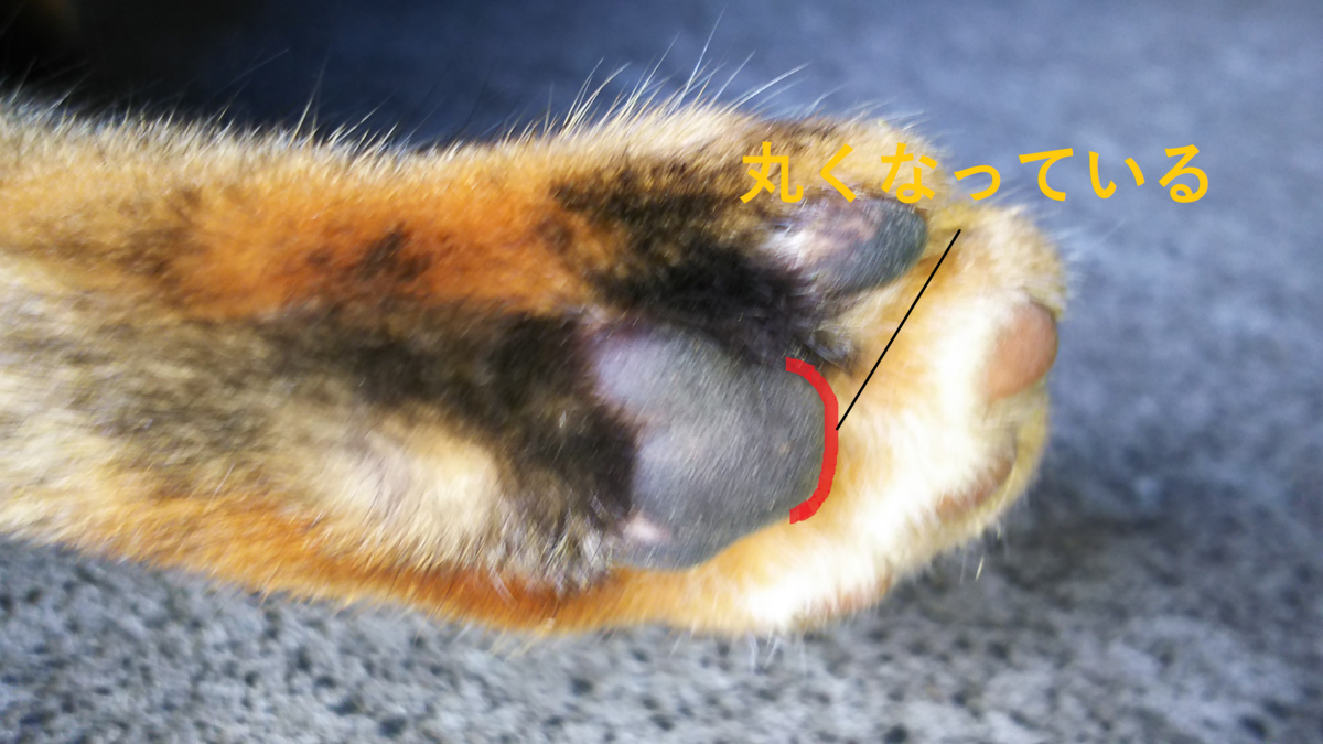 肉球占い Bタイプ 見分け方