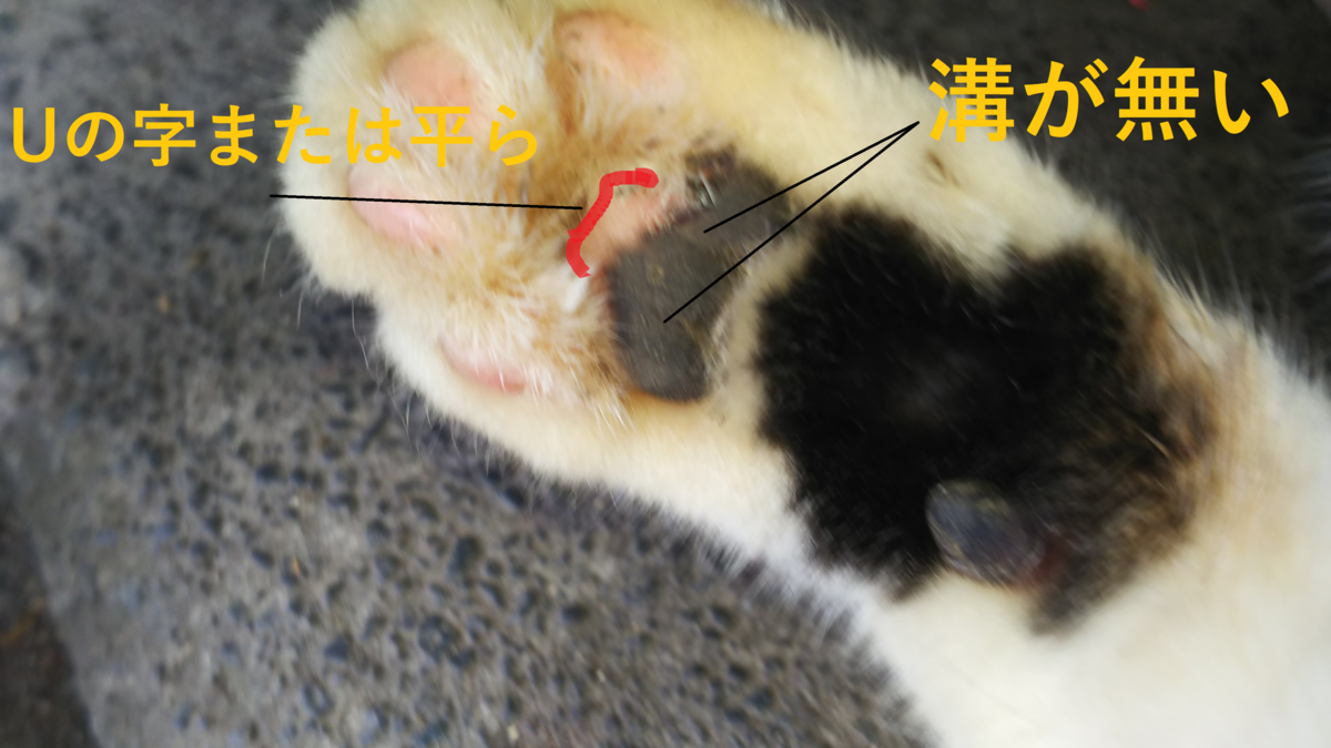 肉球占い Dタイプ 見分け方
