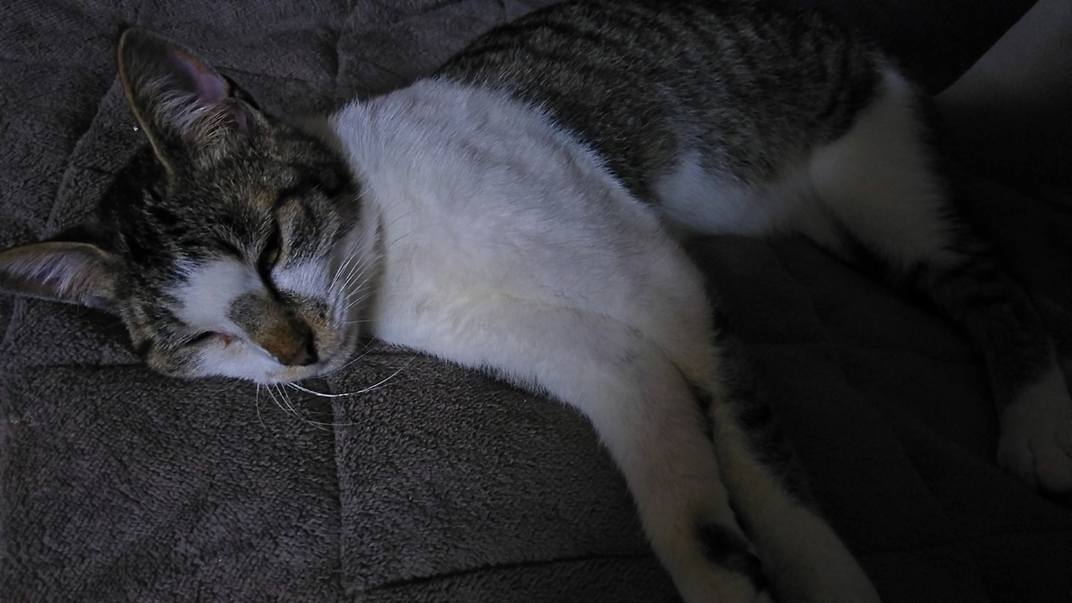 猫 食欲無い 台風