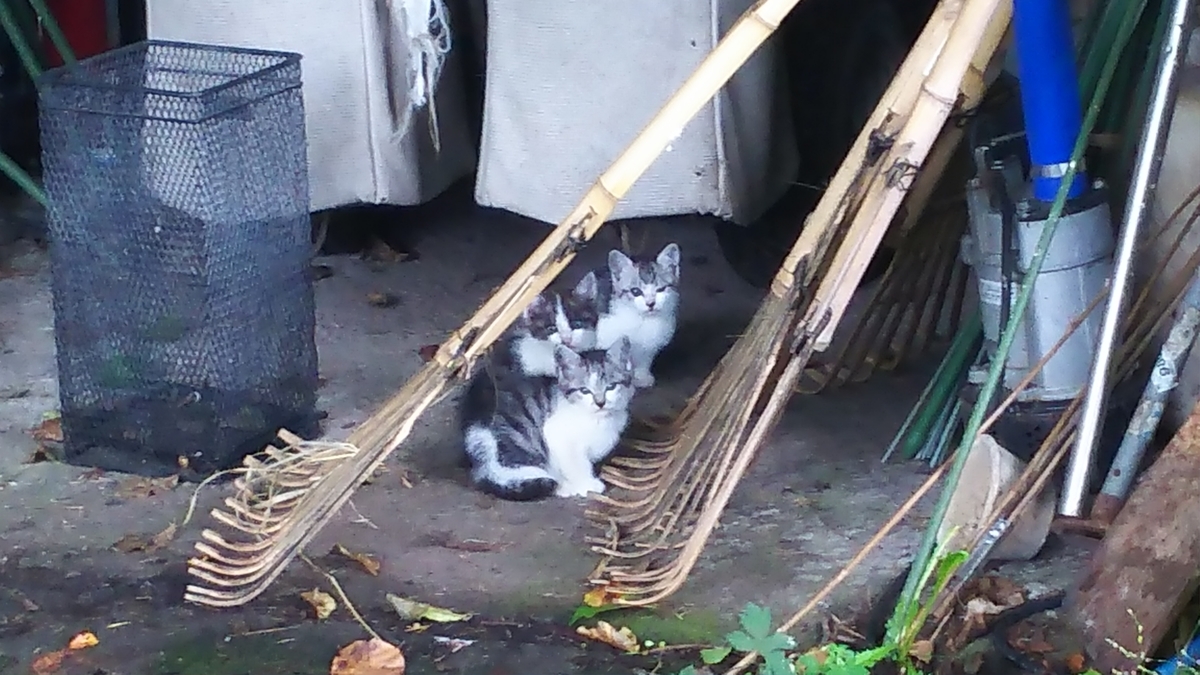 子猫　野良猫