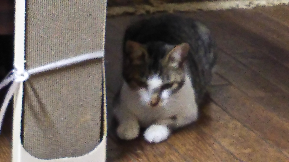 爪とぎ　使わない　使ってくれない　猫