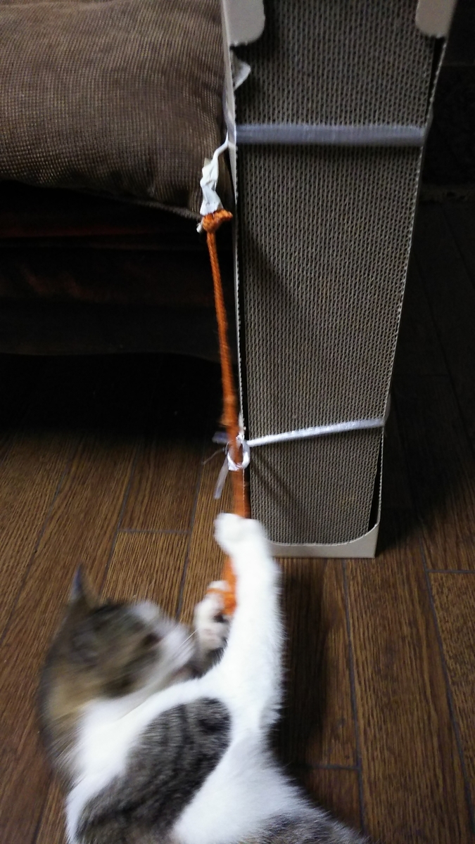 猫　爪とぎ