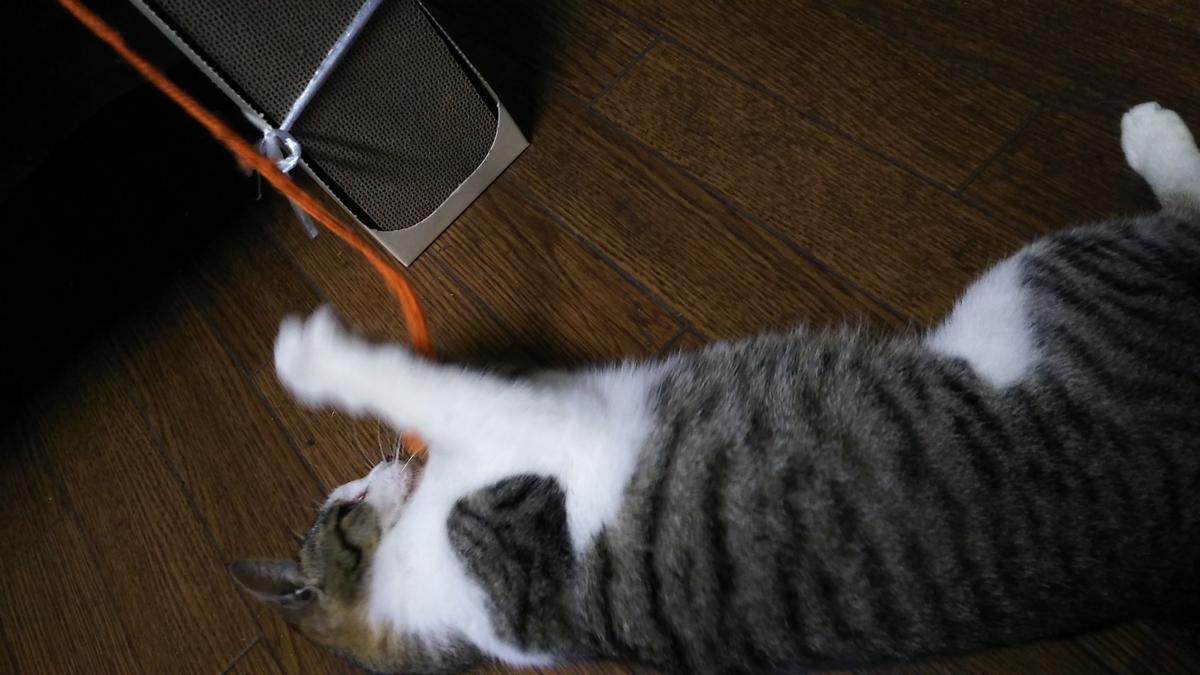 猫　爪とぎ　使わない