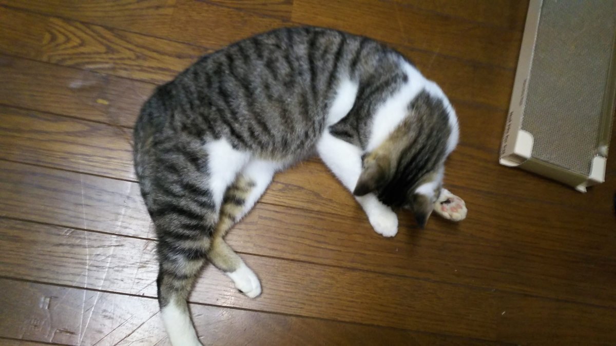 猫　爪とぎ　使ってくれない