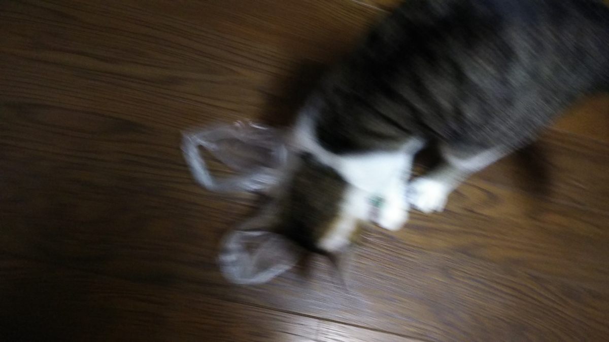 猫　ビニール袋　じゃれる