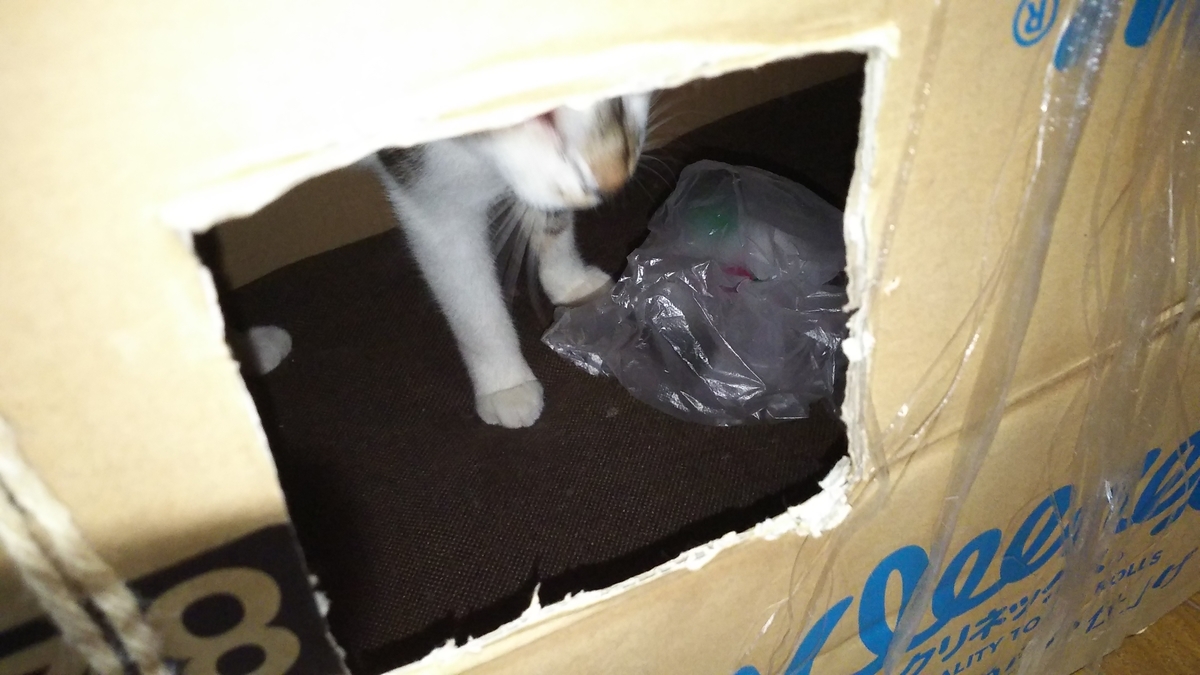 猫　ビニール袋　じゃれる