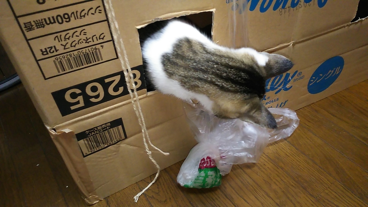 猫　ビニール袋　じゃれる