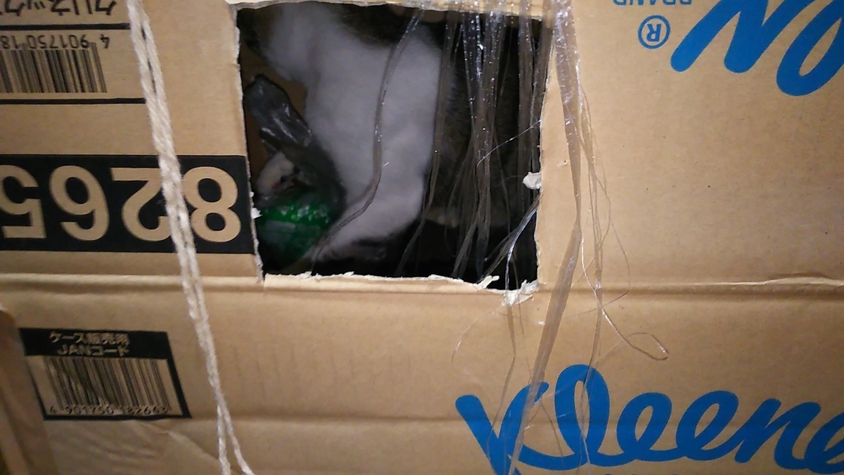 猫　ビニール袋　じゃれる