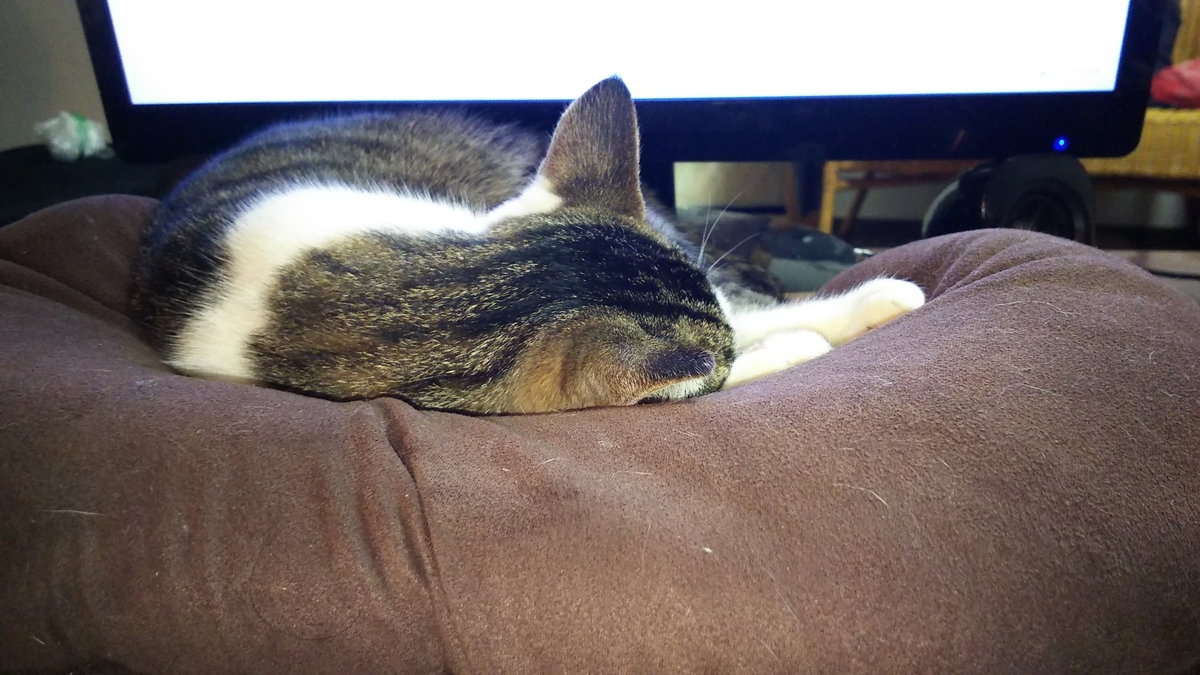 猫　PC前　寝る