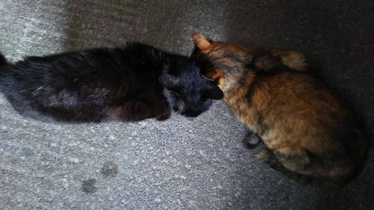 猫 仲良し 頭突き