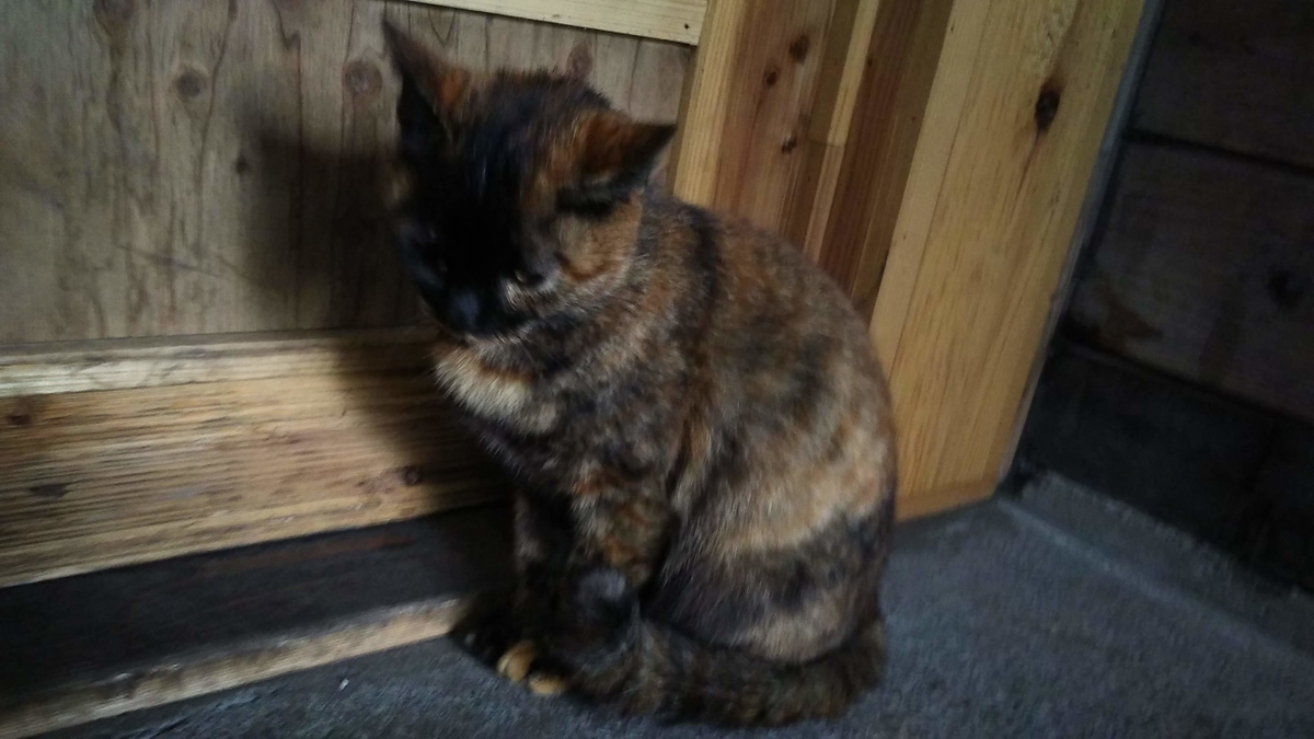 サビ猫 落ち込む