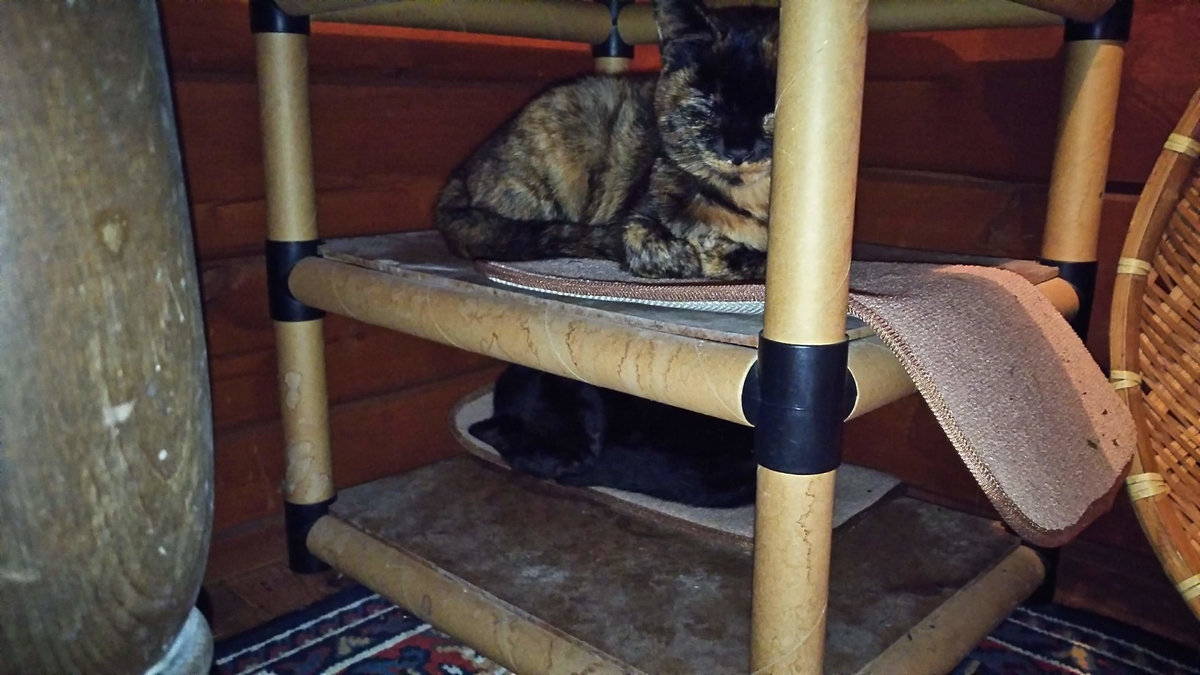 猫 靴箱 休む