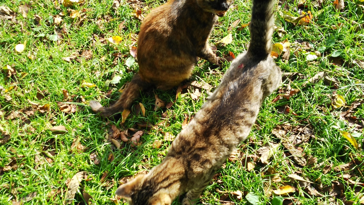 サビ猫　キジトラ　メス　仲良し