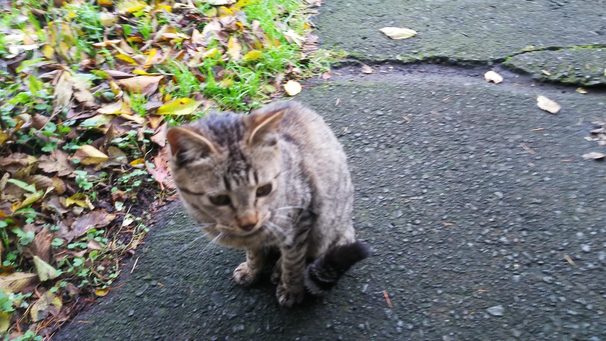 猫　キジトラ　茶色い