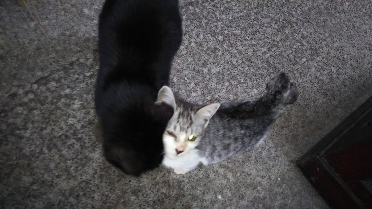 子猫　サバトラ　メス