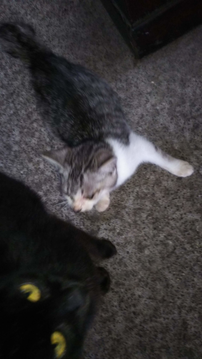 猫　親子　子猫