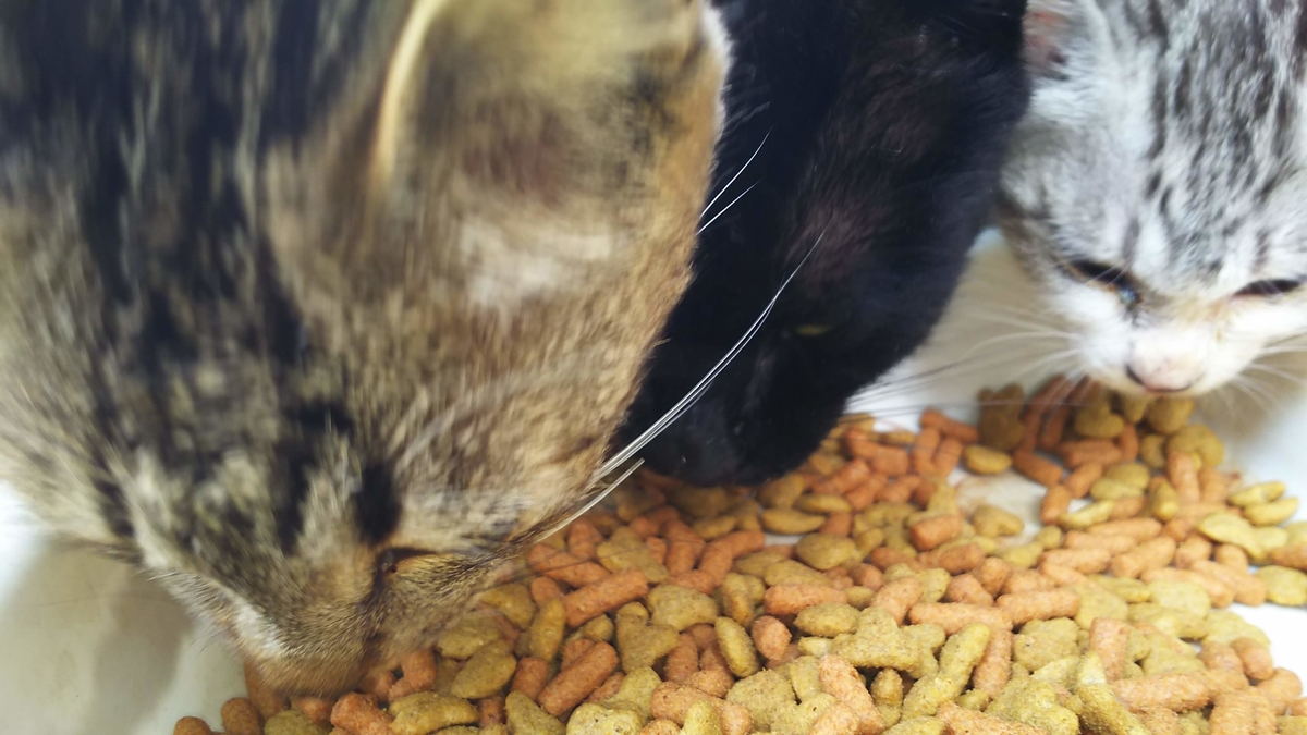 猫　朝ご飯　親子