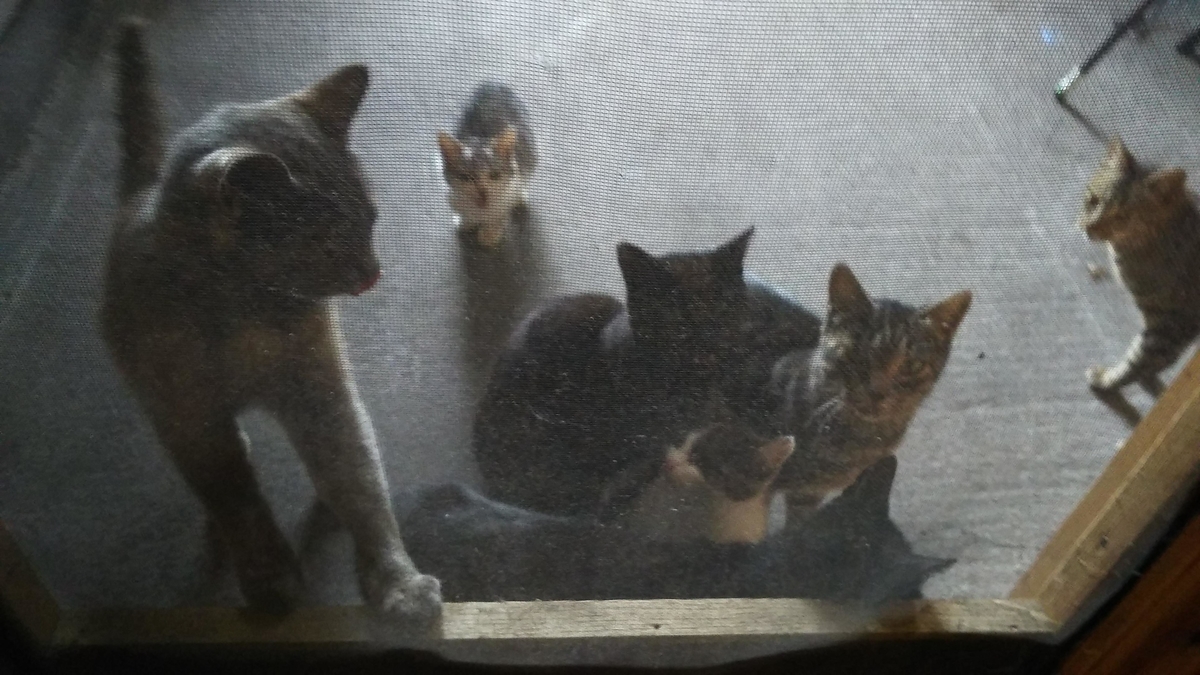 猫大家族　たくさん