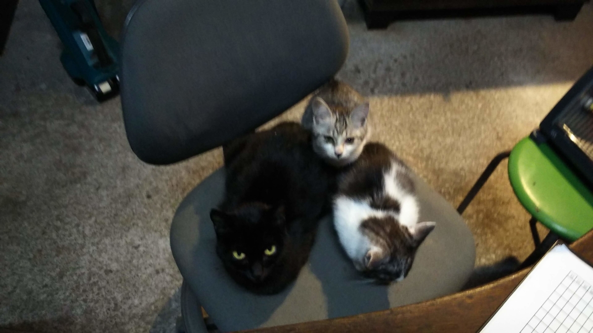 猫　温まる　ヒーター