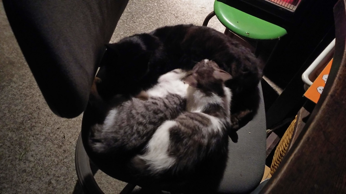 猫　子育て　ヒーター