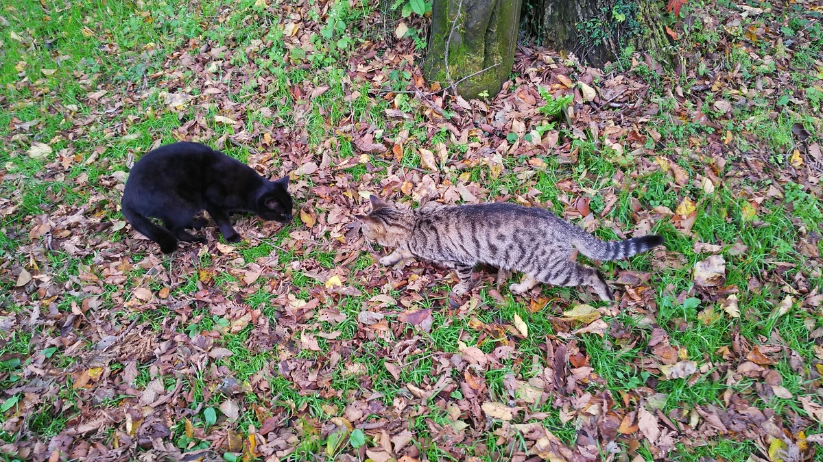 猫の挨拶　鼻を近づける