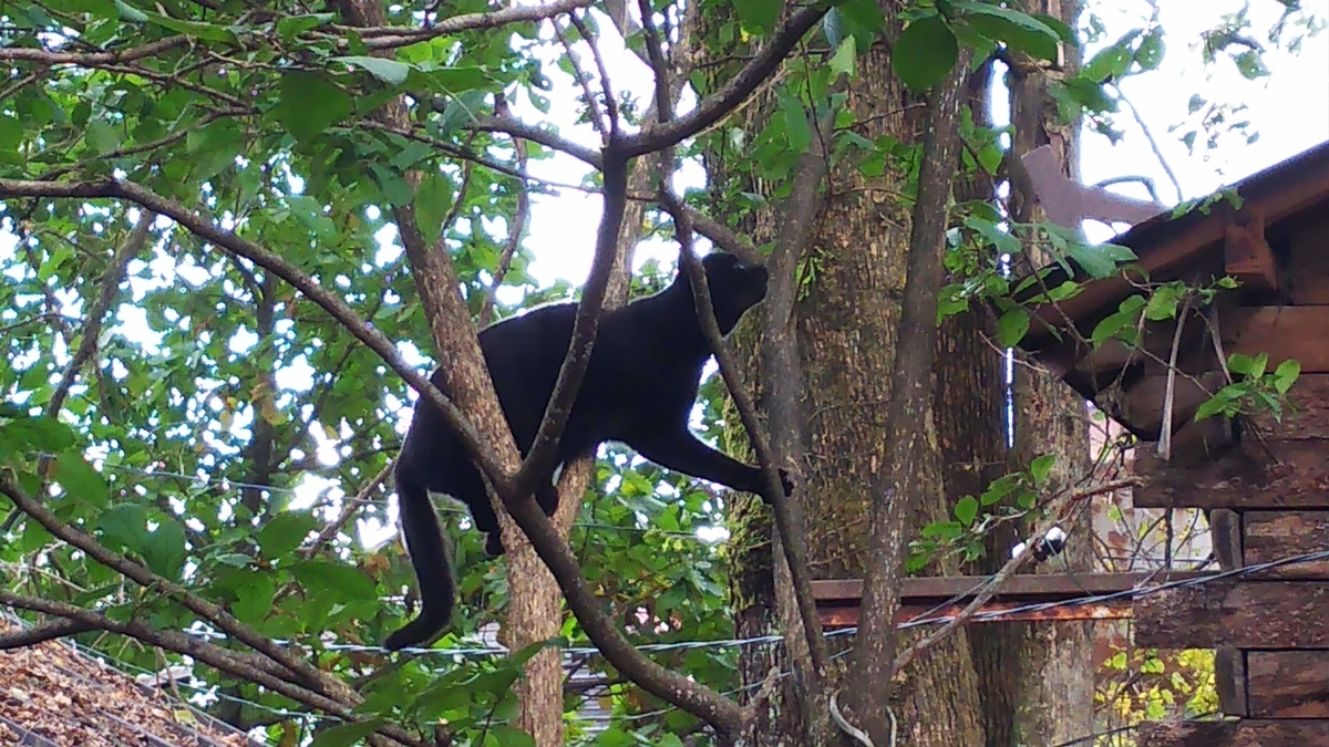 猫　木登り