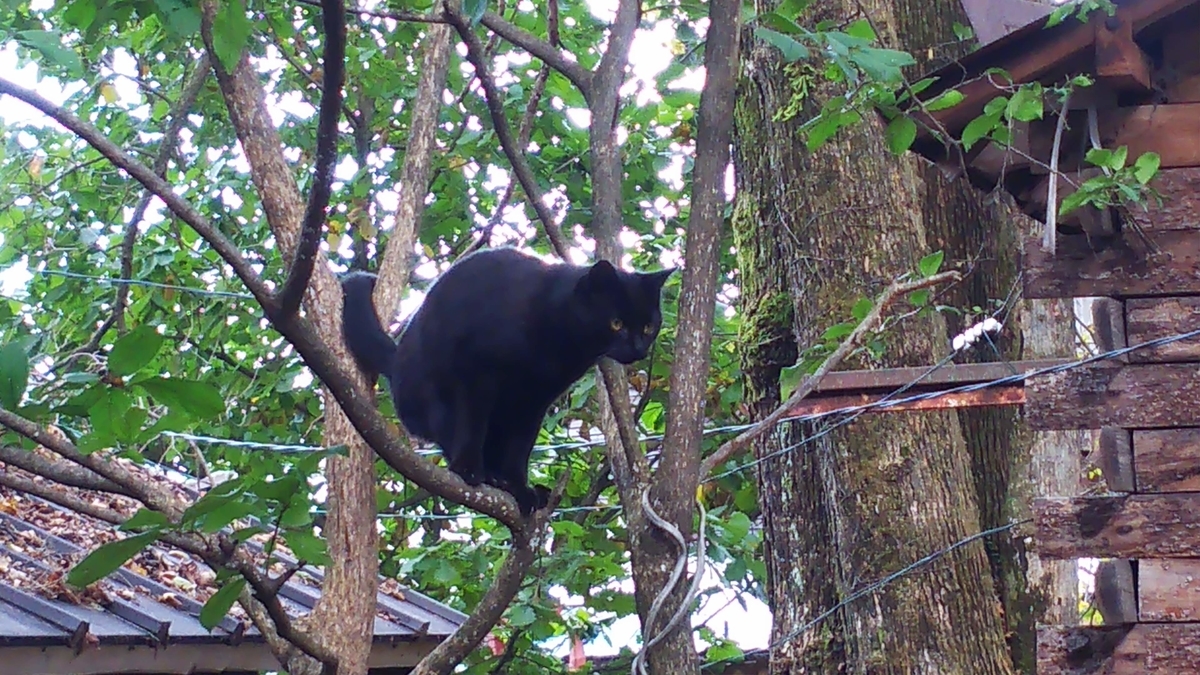猫　木登り