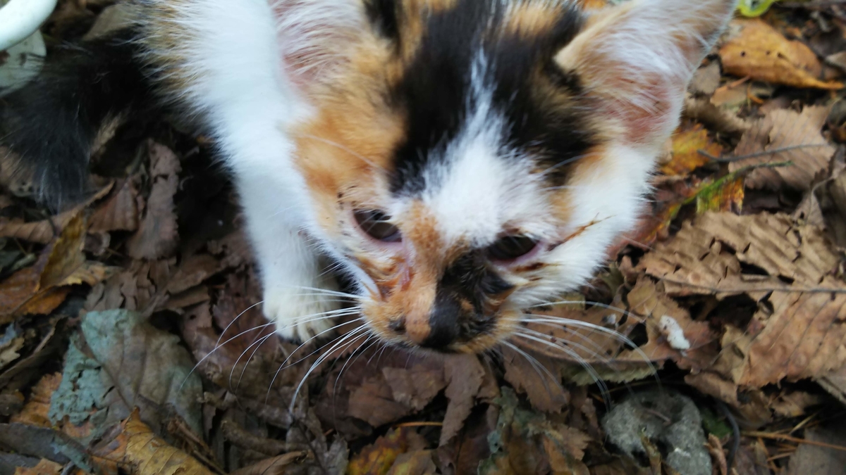 三毛猫　子猫