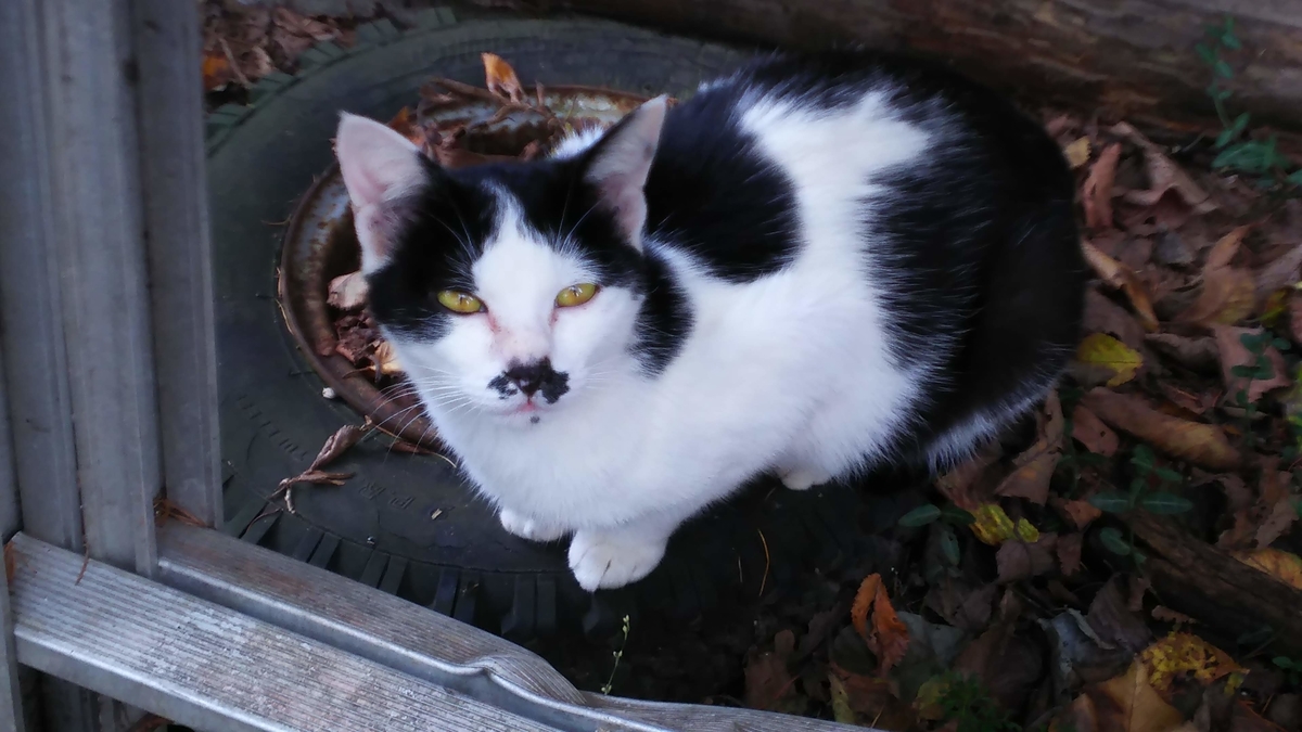 白黒猫　富士型　メス