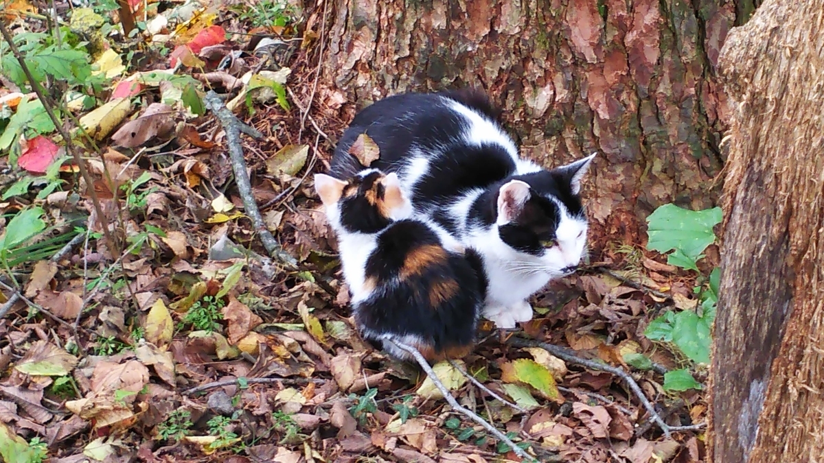 猫　子育て　子猫