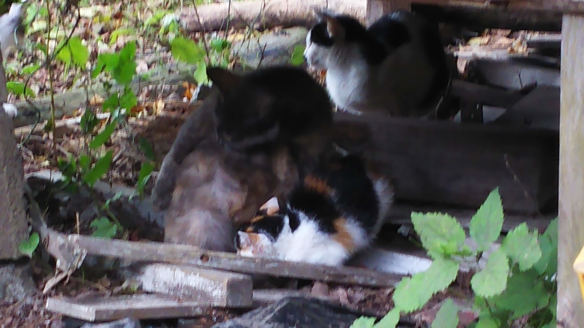 灰サビ猫　子育て　別の子を育てる