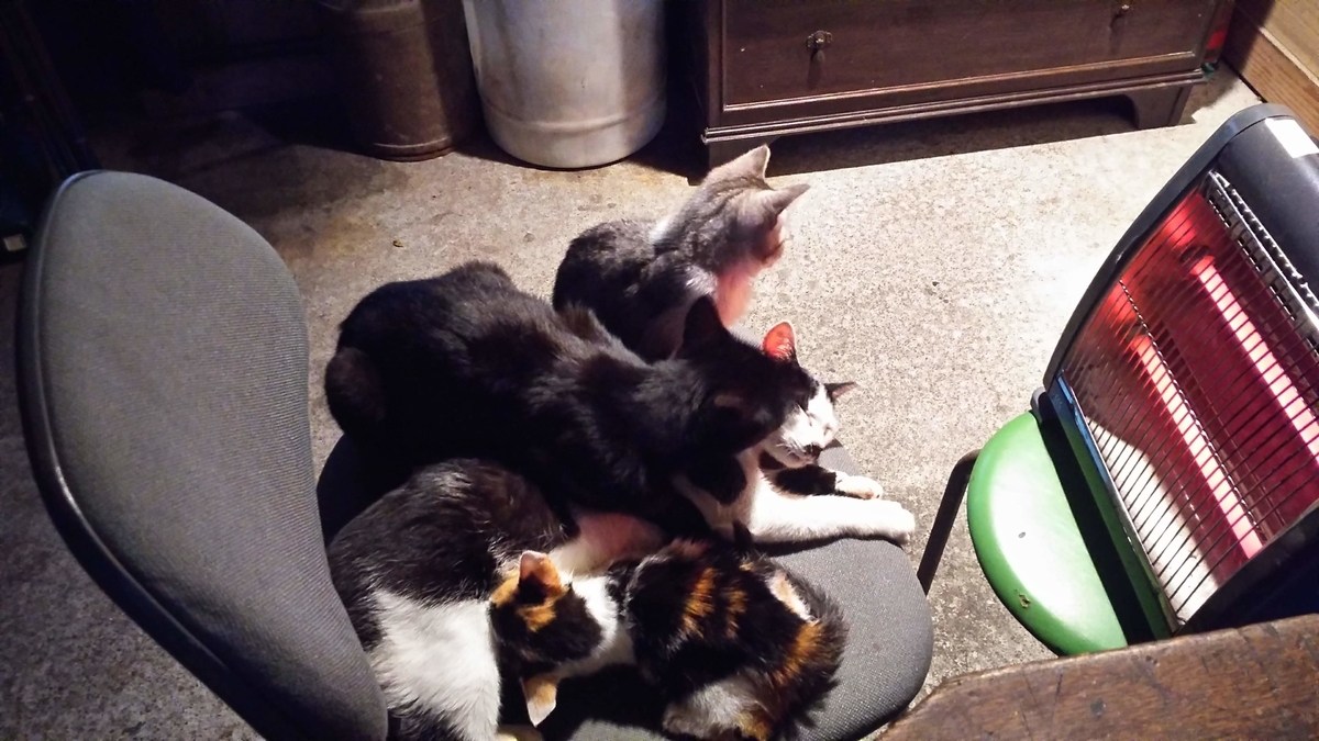 猫　団子になる　温まる