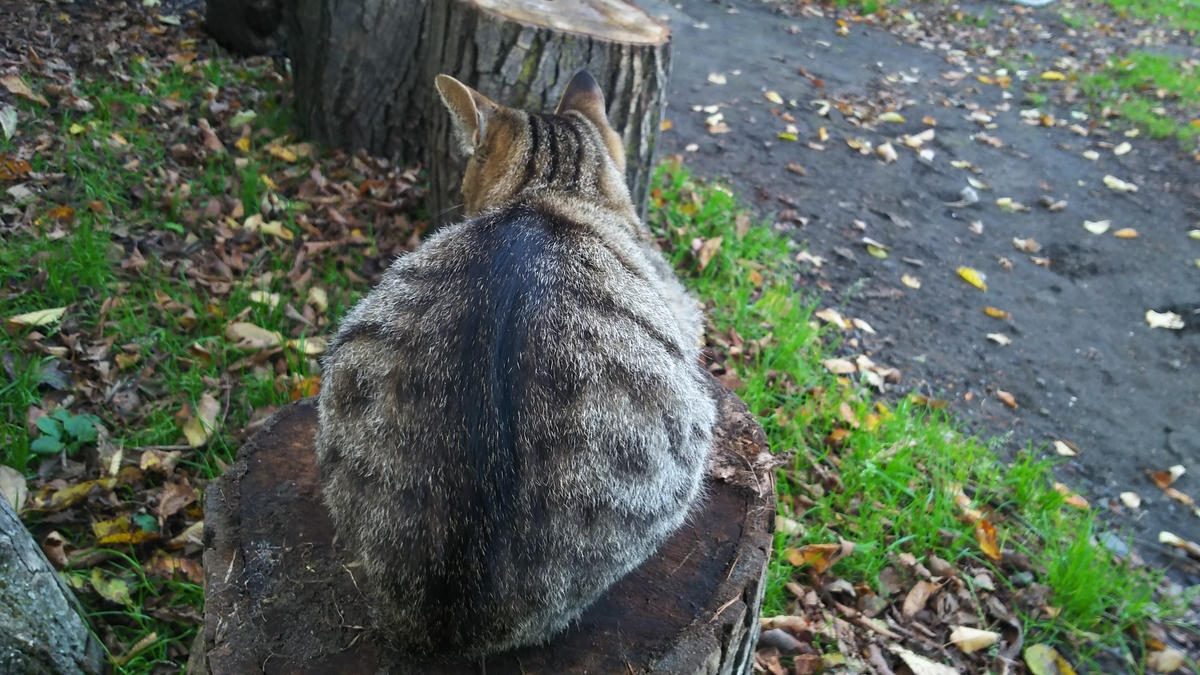 猫　キジトラ　ごま団子