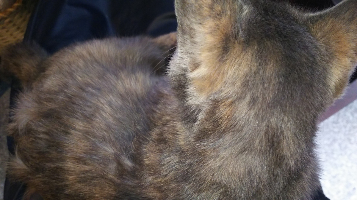 猫　膝上　寝る