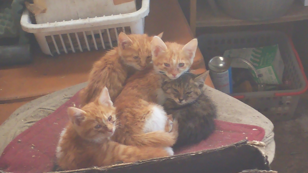 子猫　団子　謎毛玉