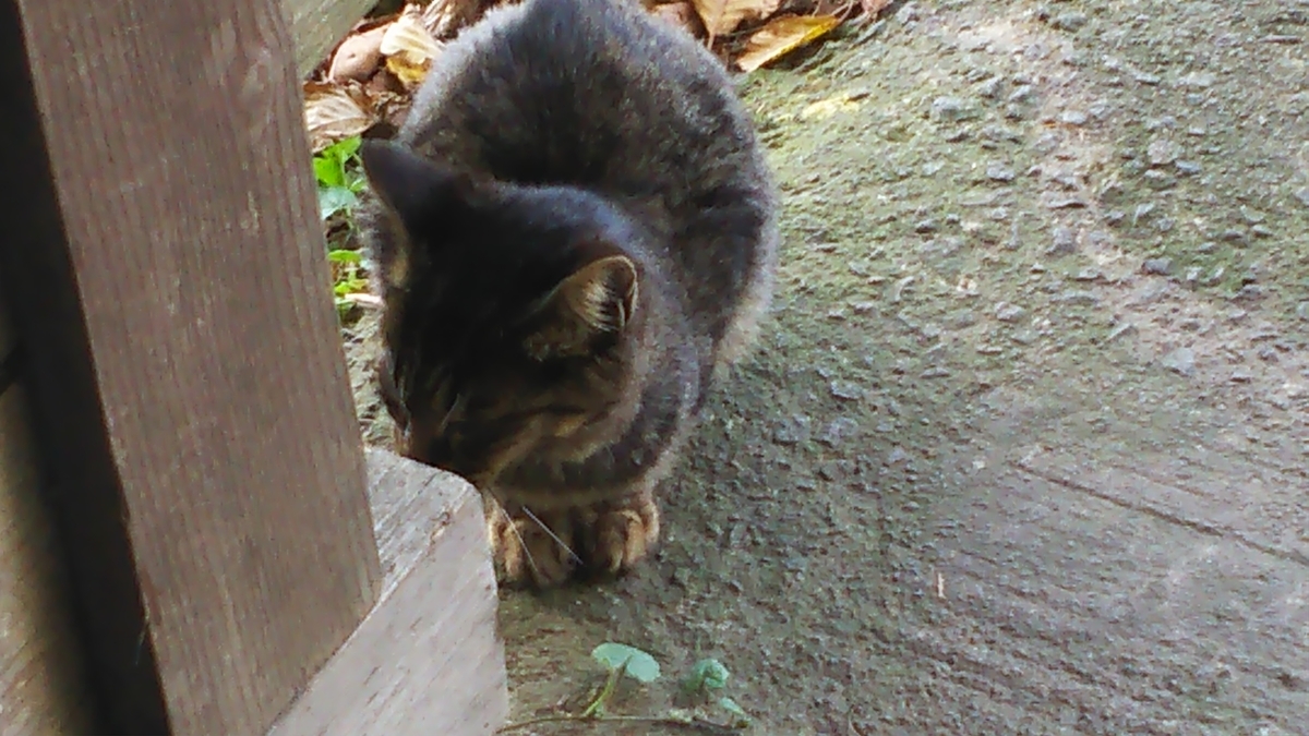 キジトラ　子猫　謎