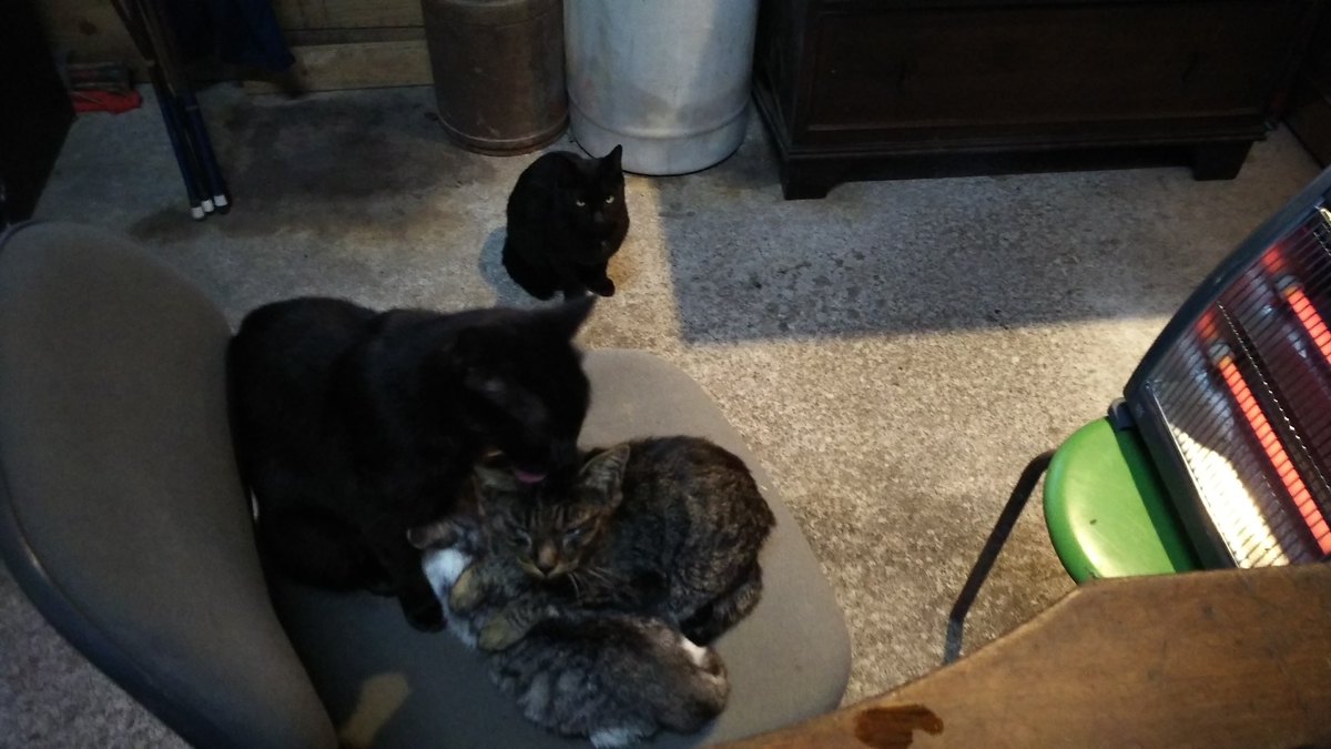 猫　子育て　別親