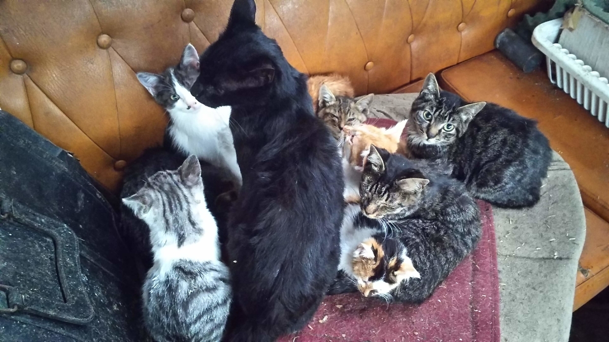 猫団子　猫家族　大家族