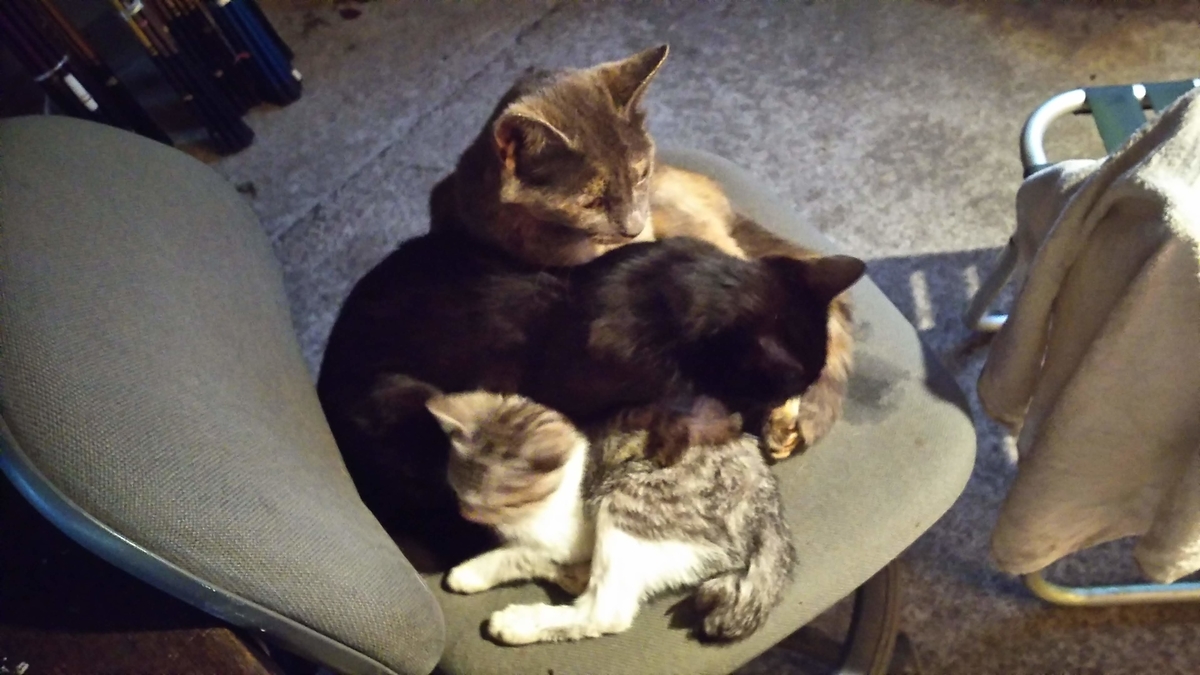猫団子　猫家族