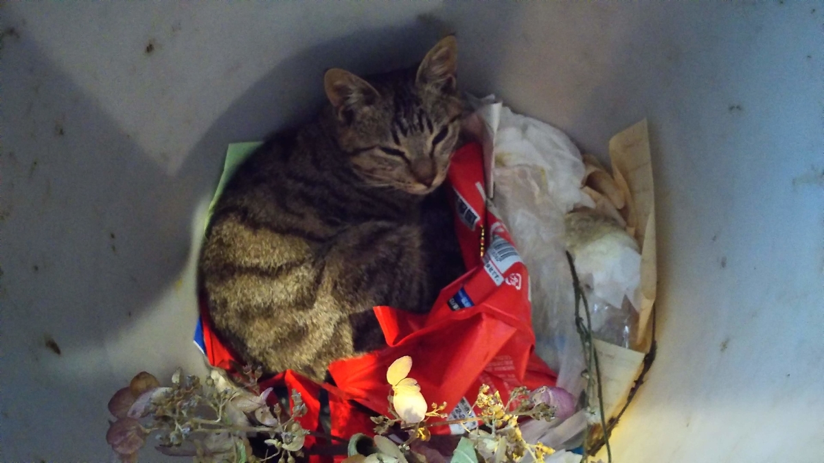 猫　ゴミ箱　寝床