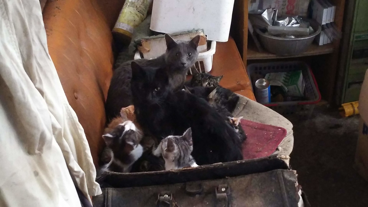 猫団子　暖かい　謎