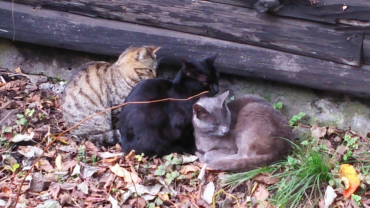 猫団子　寒さを凌ぐ　野良