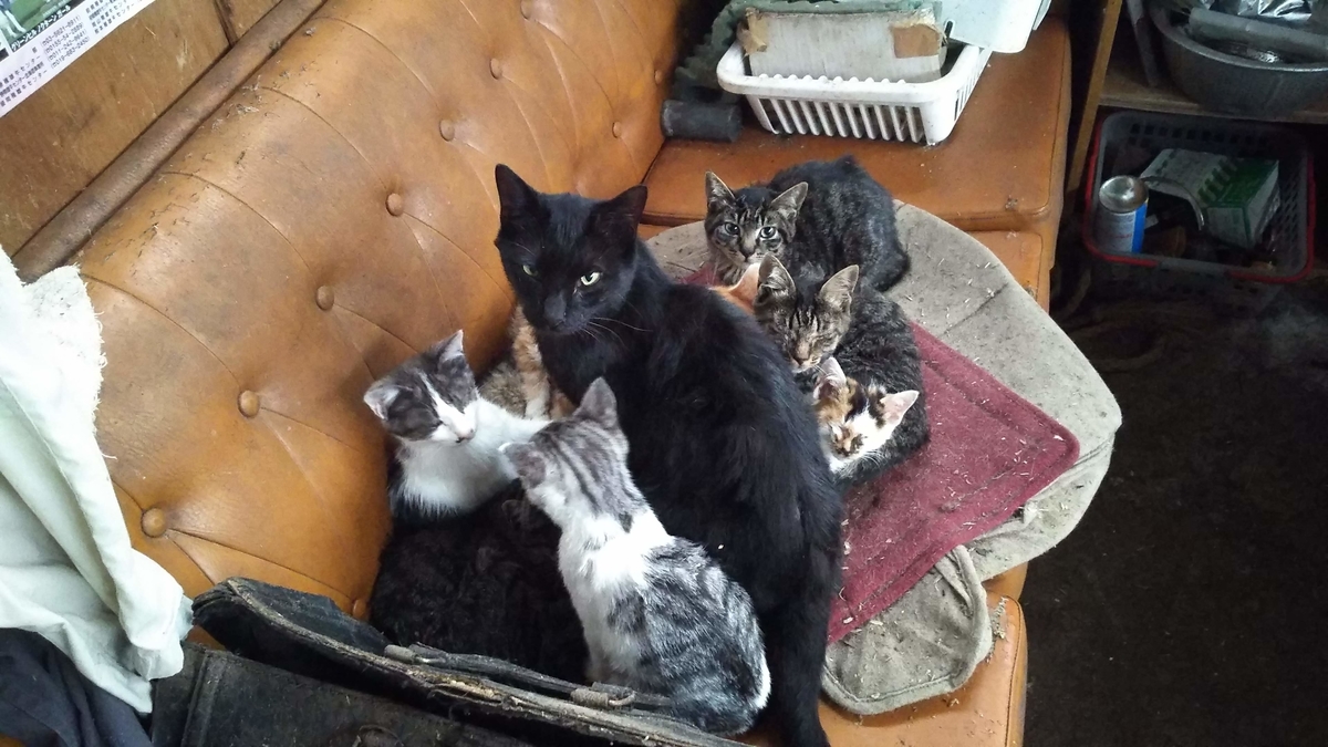 大猫団子　猫家族　固まる