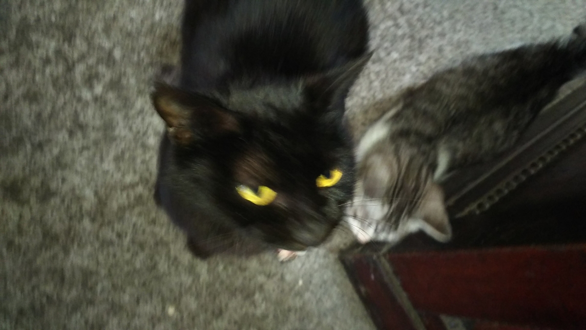 黒猫 肉球占い Dタイプ
