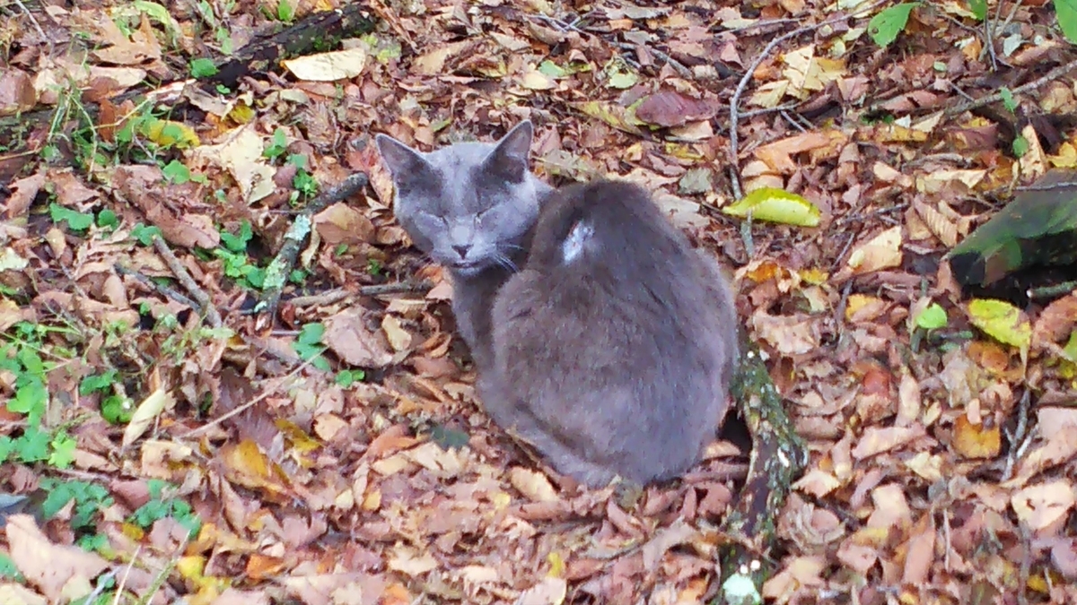 牧場猫　ケガ　灰柄