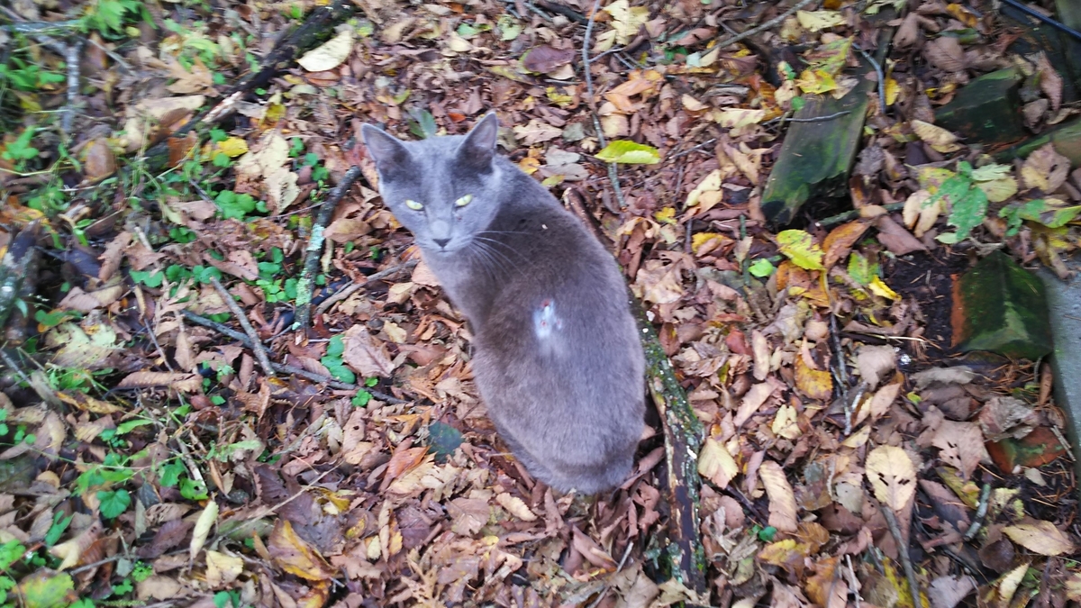灰柄猫　大人しい　ケガ